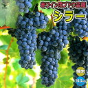 【ポイント2倍★マラソン期間】ぶどう苗 シラー 果樹苗 10.5cmポット挿し木苗 ブドウ 苗木 耐寒性 葡萄 自家結実性 育てやすい 鑑賞用 初心者 甘い 農...