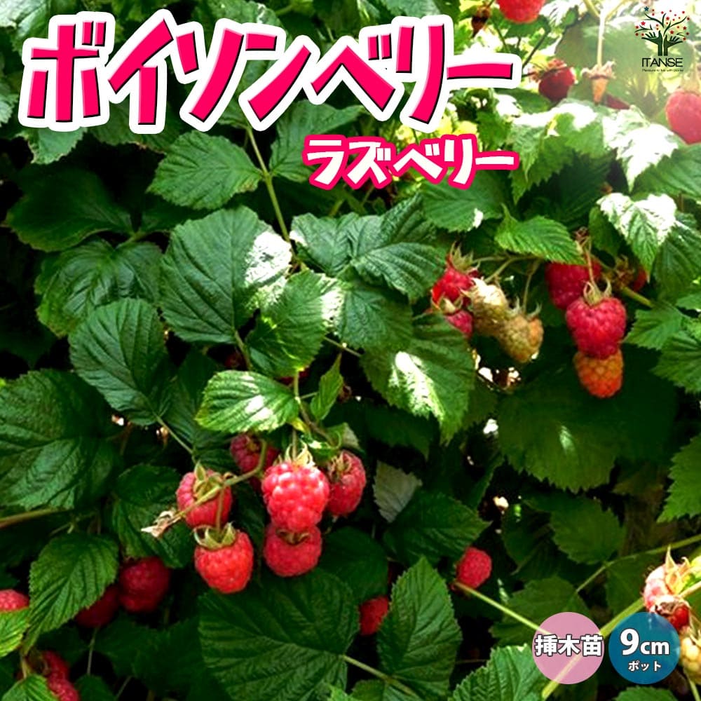 楽天市場】木苺 植物の通販 楽天市場】木苺 植物の通販