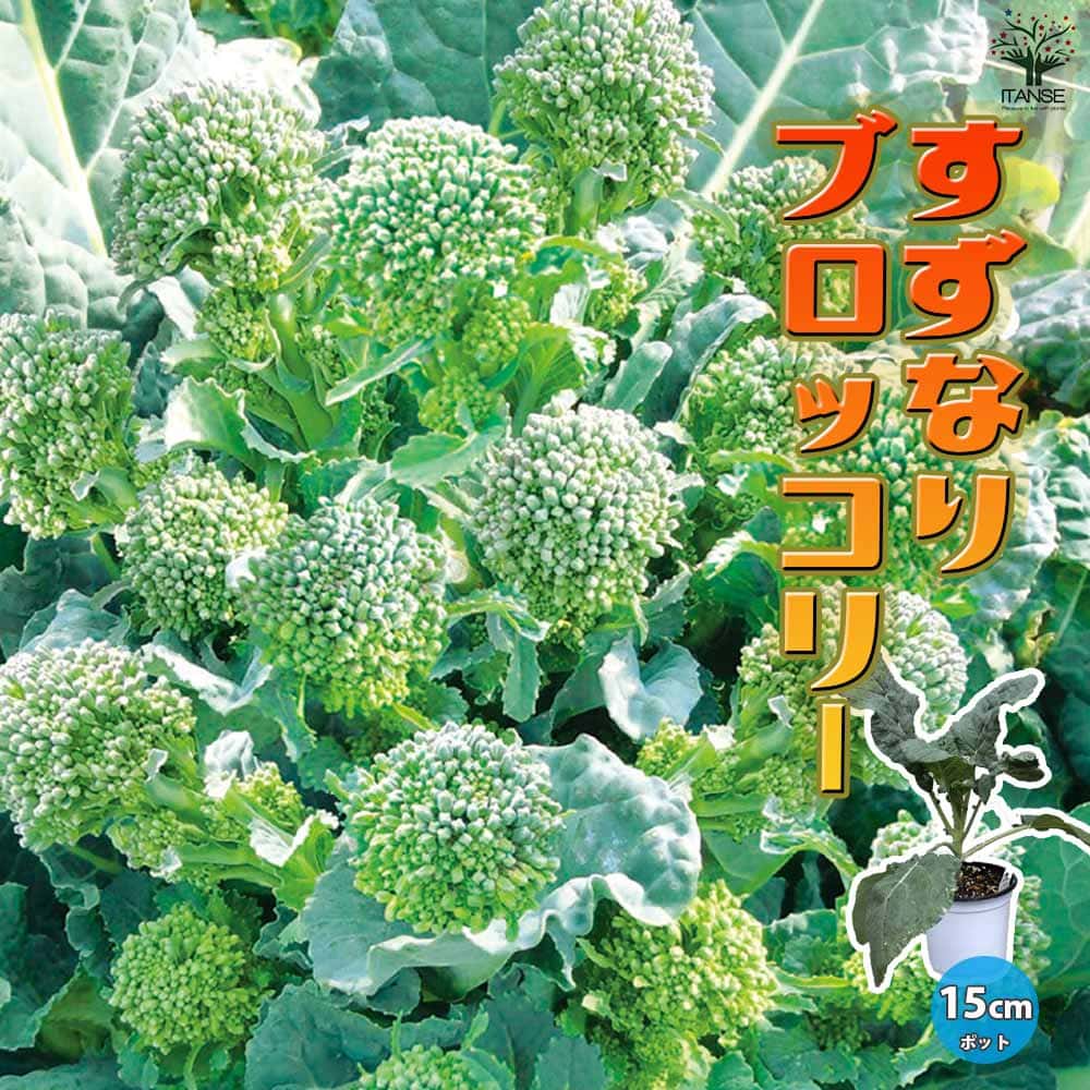 【送料無料】すずなりブロッコリー【野菜苗 15cmポット自根苗】ブロッコリー苗 ぶろっこりー苗 多収穫 茎ブロッコリー 長期間 ビタミC カロテン 葉 甘味 甘い 大人気 果菜のサムネイル