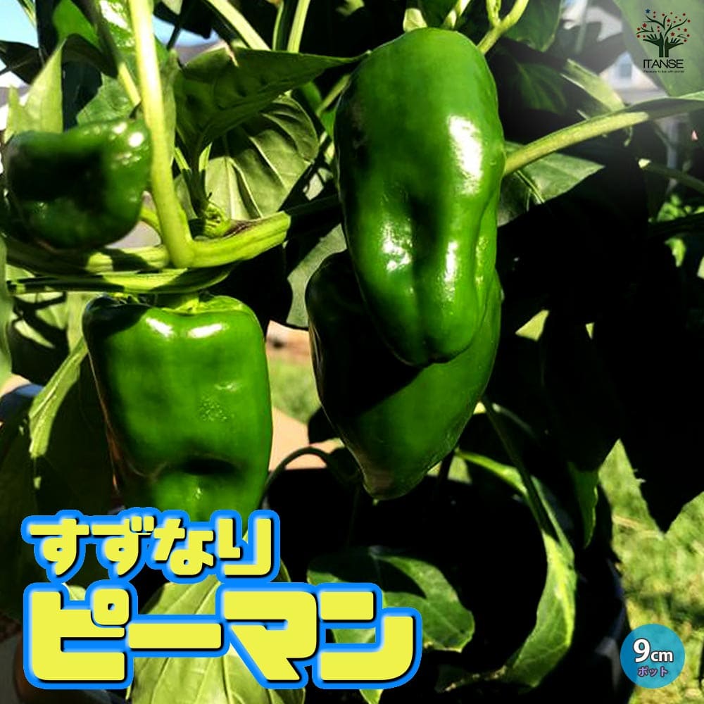 ̵ۤʤԡޥ9cmݥåȼġۥԡޥ ԡޤ ϪϺ ϥ ٥ڱ   ƿ  green pepper
