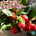 【P2倍★マラソン期間中】ゴーチェリア チェッカーベリー(ビックベリー)の苗【花木苗/2.5〜3.5号ポット】花苗 栽培 ギフト プレゼント 贈り物 趣味 園芸...
