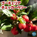 【P2倍★マラソン期間中】ゴーチェリア チェッカーベリー(ビックベリー)の苗【花木苗12cmポット】花苗 栽培 ギフト プレゼント 贈り物 趣味 園芸 花木 植...