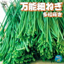 【送料無料】万能細ねぎの苗 多粒蒔き苗/香りが良い 品種:若香【野菜の苗 10.5cm半硬質ポット 実生苗】細ねぎ 細ネギ 細葱 ネギ苗 ねぎ苗 葱苗 ねぎの苗 ネギの苗 葱の苗 野菜苗 ベランダ栽培 キッチン栽培