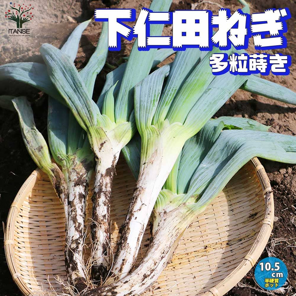 【送料無料】下仁田ねぎの苗 多粒蒔き苗/とろ～り甘い:しもに