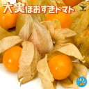 大実ほおずきトマトの苗 大実ゴールデンベリーほおずき トマト苗 とまと苗 ミニトマト苗 トマトの苗 とまとの苗 プチトマト ガーデニング 家庭菜園 プランター菜園 ベランダ菜園