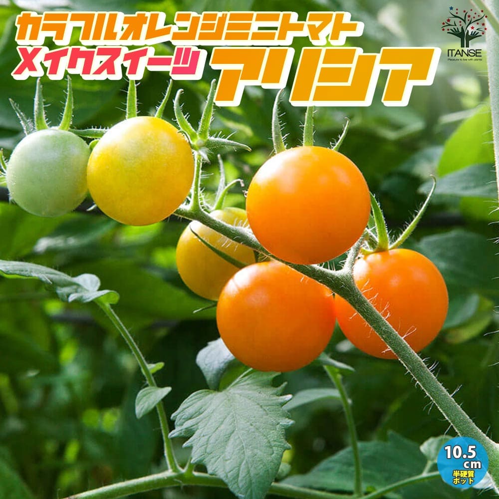 【送料無料】極甘カラフルオレンジミニトマト メイクスイーツ アリシア ミニトマトの苗【野菜の苗 10.5cmポット 自根苗】トマト苗 とまと苗 ミニトマト苗 プチトマト ガーデニング 家庭菜園 有機栽培 畑仕事 ベランダ菜園