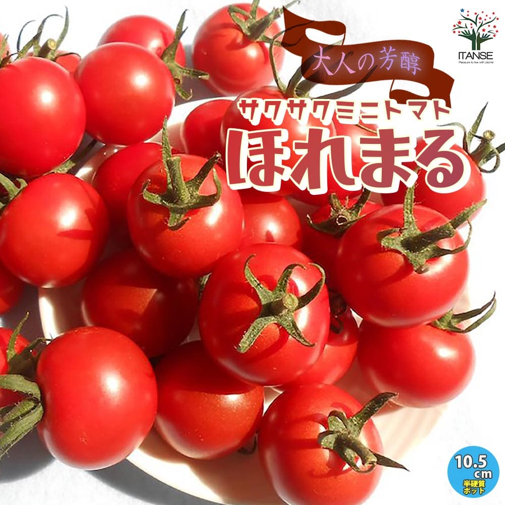 楽天植物販売のITANSE楽天市場店【送料無料】大人の芳醇サクサクミニトマト 
