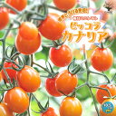 【送料無料】極甘ピッコラカナリア 濃厚とろける食感！ ミニトマトの苗【野菜の苗 10.5cmポット 自根苗】トマト苗 とまと苗 ミニトマト苗 トマトの苗 とまとの苗 プチトマト ガーデニング 家庭菜園 プランター菜園 ベランダ菜園