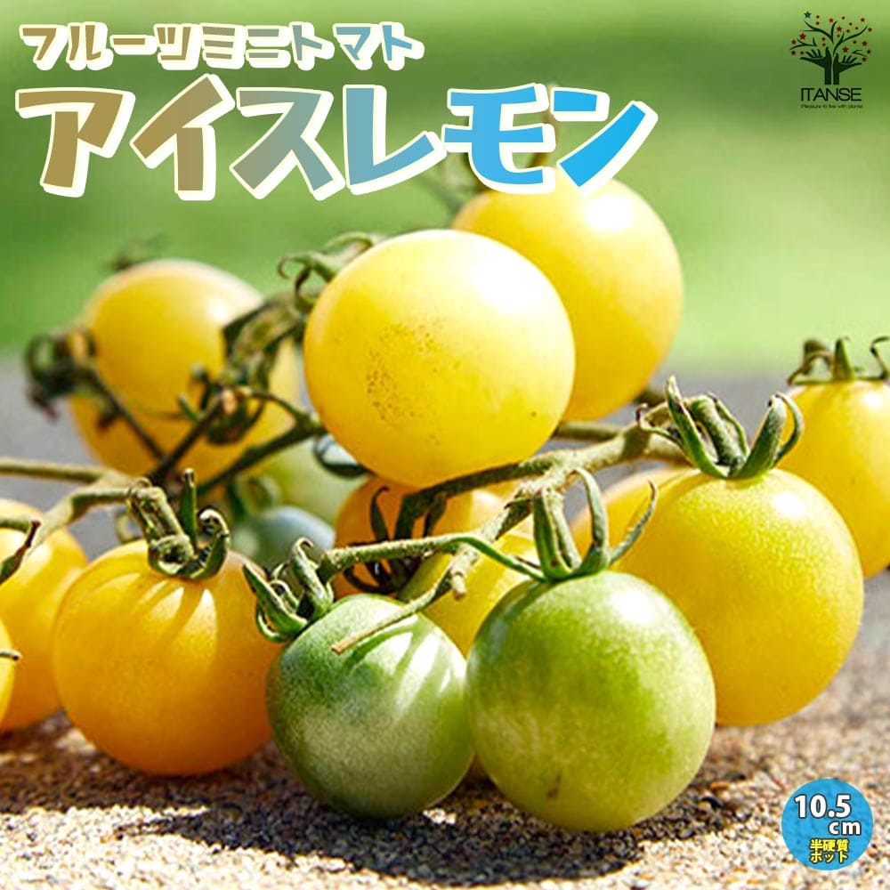 【送料無料】フルーツミニトマトの苗 アイスレモン【野菜の苗 10.5cmポット 自根苗】フルーツトマト 高糖度 トマト苗 とまと苗 ミニトマト苗 トマトの苗 とまとの苗 プチトマト ガーデニング 家庭菜園 有機栽培 ベランダ菜園