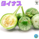 【送料無料】タイナスの苗【野菜の苗 10.5cmポット 自根苗】ナスの苗 ナス苗 なす苗 茄子苗 茄子の苗 野菜苗 多収穫 ガーデニング 家庭菜園 有機栽培 畑仕事 野菜作り ベランダ菜園 春野菜 夏野菜 タイ エスニック料理