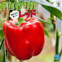 ITANSE F1パプリカの苗 レッド 実付きが良い 野菜の苗 10.5cmポット 自根苗 パプリカ苗 ぱぷりか苗 野菜苗 家庭菜園 ベランダ菜園 春野菜 夏野菜 夏植え 有機栽培 畑仕事 野菜作り パプリカ F1 ぱぷりか 収穫 送料無料 即納