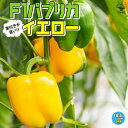 【送料無料】F1パプリカの苗 イエロー 実付きが良い【野菜の苗 10.5cmポット 自根苗】パプリカ苗 ぱぷりか苗 野菜苗 家庭菜園 ベランダ菜園 春野菜 夏野菜 夏植え 有機栽培 畑仕事 野菜作り ぱぷりか パプリカ 収穫 F1