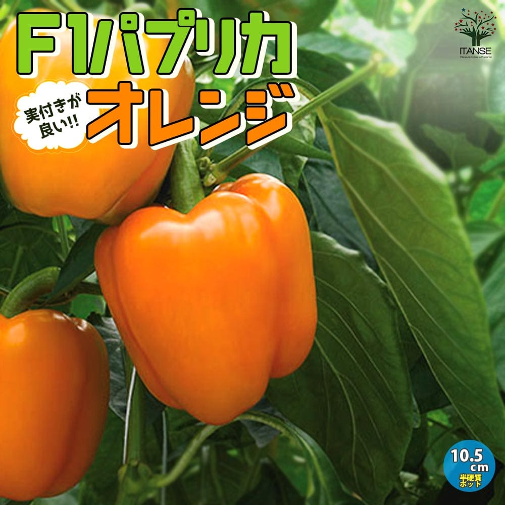 【マラソン中★ポイントUP】F1パプリカの苗 オレンジ 実付きが良い【野菜の苗 10.5cmポット 自根苗】パプリカ苗 ぱぷりか苗 野菜苗 家庭菜園 ベランダ菜園 春野菜 夏野菜 夏植え 有機栽培 畑仕事 野菜作り パプリカ ぱぷりか F1 収穫