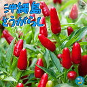 【送料無料】ITANSE とうがらしの苗 沖縄島とうがらし 野菜の苗 10.5cmポット 自根苗 とうがらし とうがらし苗 トウガラシ トウガラシ苗 唐辛子苗 島とうがらし苗 野菜苗 家庭菜園 ベランダ菜園 野菜作り シマトウガラシ 辛味調味料 送料無料 即納