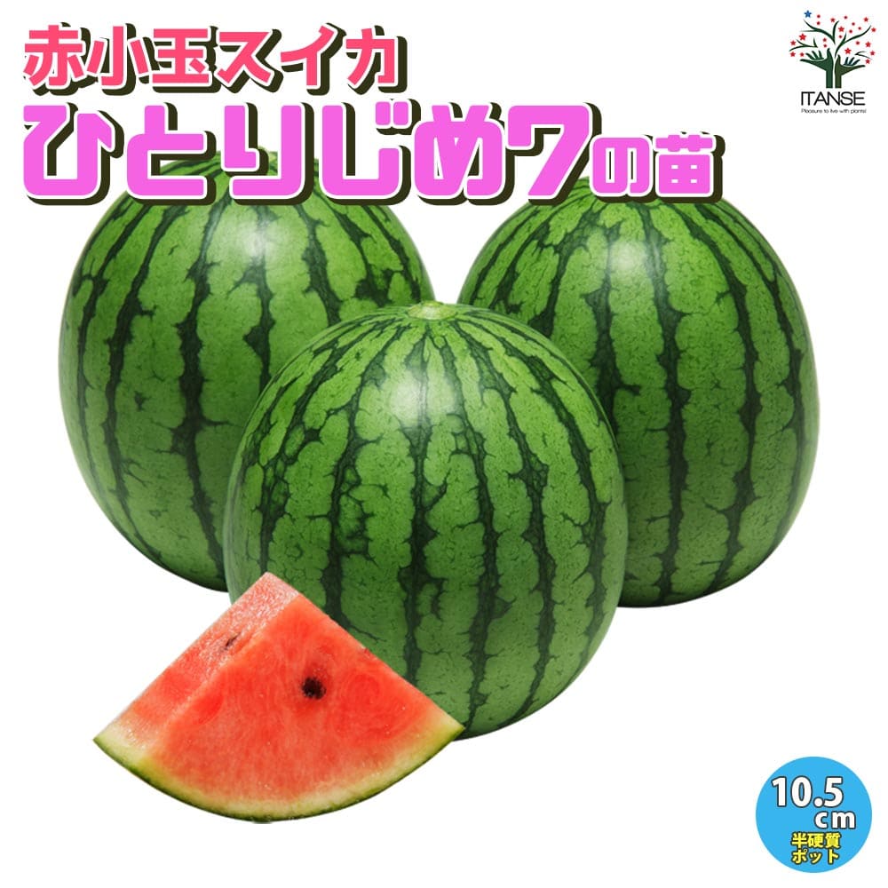 【送料無料】スイカの苗 赤小玉スイカ ひとりじめ7(ひとりじめセブン)【野菜の苗 10.5cmポット 自根苗】野菜苗 ガーデニング 家庭菜園 watermelon suica すいか スイカ 西瓜 甘い 美味しい ベランダ菜園