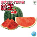 ITANSE スイカの苗 赤大玉スイカ 縞王 ( しまおう ) 野菜の苗 10.5cmポット 自根苗 野菜苗 くだもの 果物 果樹苗 ガーデニング 家庭菜園 watermelon suica すいか スイカ 送料無料 即納