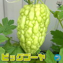 ゴーヤの苗 ビッグゴーヤ ライトグリーン野菜苗 家庭菜園 ベランダ ゴーヤ苗 ゴーヤ ゴーヤー ごーや ごーやー ニガゴリ ニガゴーリ トーグリ 苦瓜 にがうり ベランダ菜園