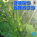 オクラの苗 すずなり5角オクラオクラ苗 おくら苗 okura Okra 野菜苗 家庭菜園 ベランダ 露地栽培 簡単栽培 農園 天然 庭植え 新鮮 旬 ベランダ菜園 夏植え 夏野菜