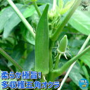 【送料無料】柔らか極旨！多収穫五角オクラ オクラの苗【野菜の苗 10.5cmポット 】オクラ苗 おくら苗 okura Okra 野菜苗 家庭菜園 プランター ベランダ菜園 ポット 夏植え 夏野菜