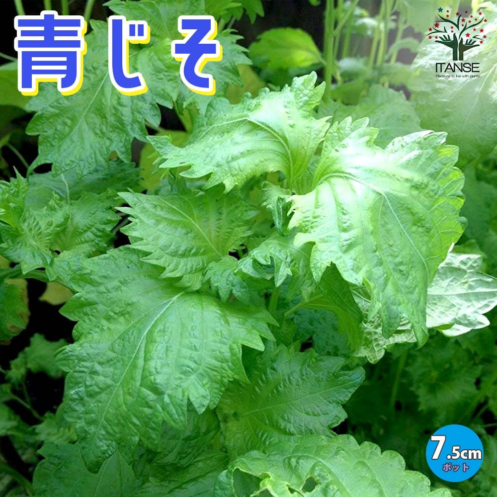 【マラソン中★ポイントUP】青じそ しその苗【野菜の苗 7.5cmポット 】紫蘇 シソ しそ シソ苗 しその苗 大葉 バジル 梅 梅干し おにぎり 家庭菜園 ガーデニング 野菜苗 青ジソ 青しそ 青シソ 青紫蘇