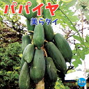 【P2倍★マラソン期間中】美らタイ(チュラタイ) パパイヤの苗【果樹の苗木 10.5cm】パパイヤ ぱぱいや パパイヤの苗 papaiya ぱぱいやの苗 熱帯果...