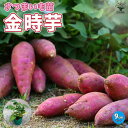 【P2倍★マラソン期間中】金時芋 (きんとき) つる取り用さつまいも苗 さつまいもの苗【野菜の苗 9cmポット】さつまいも苗 サツマイモ苗 薩摩芋苗 薩摩芋の苗...