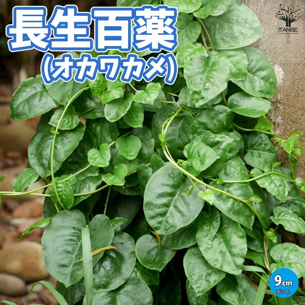 楽天植物販売のITANSE楽天市場店【送料無料】長生百薬 オカワカメの苗【野菜の苗 9cmポット 】長寿の薬草 雲南百薬 うんなんひゃくやく おかわかめ アカザカズラ 健康野菜苗