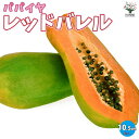 【P2倍★マラソン期間中】レッドバレル パパイヤの苗【果樹の苗木 3.5号ポット 】パパイヤ ぱぱいや パパイヤの苗 papaiya ぱぱいやの苗 熱帯果樹 ト...