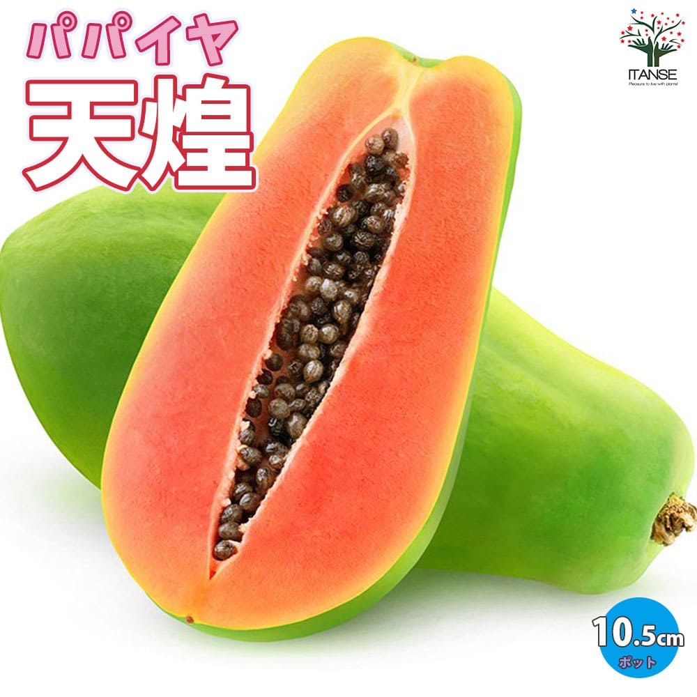 【送料無料】パパイヤ 天煌 ( てんこう ) パパイヤの苗 果樹の苗木 3.5号ポット パパイヤ ぱぱいや パパイヤの苗 papaiya ぱぱいやの苗 熱帯果樹 トロピカル 送料無料 即納