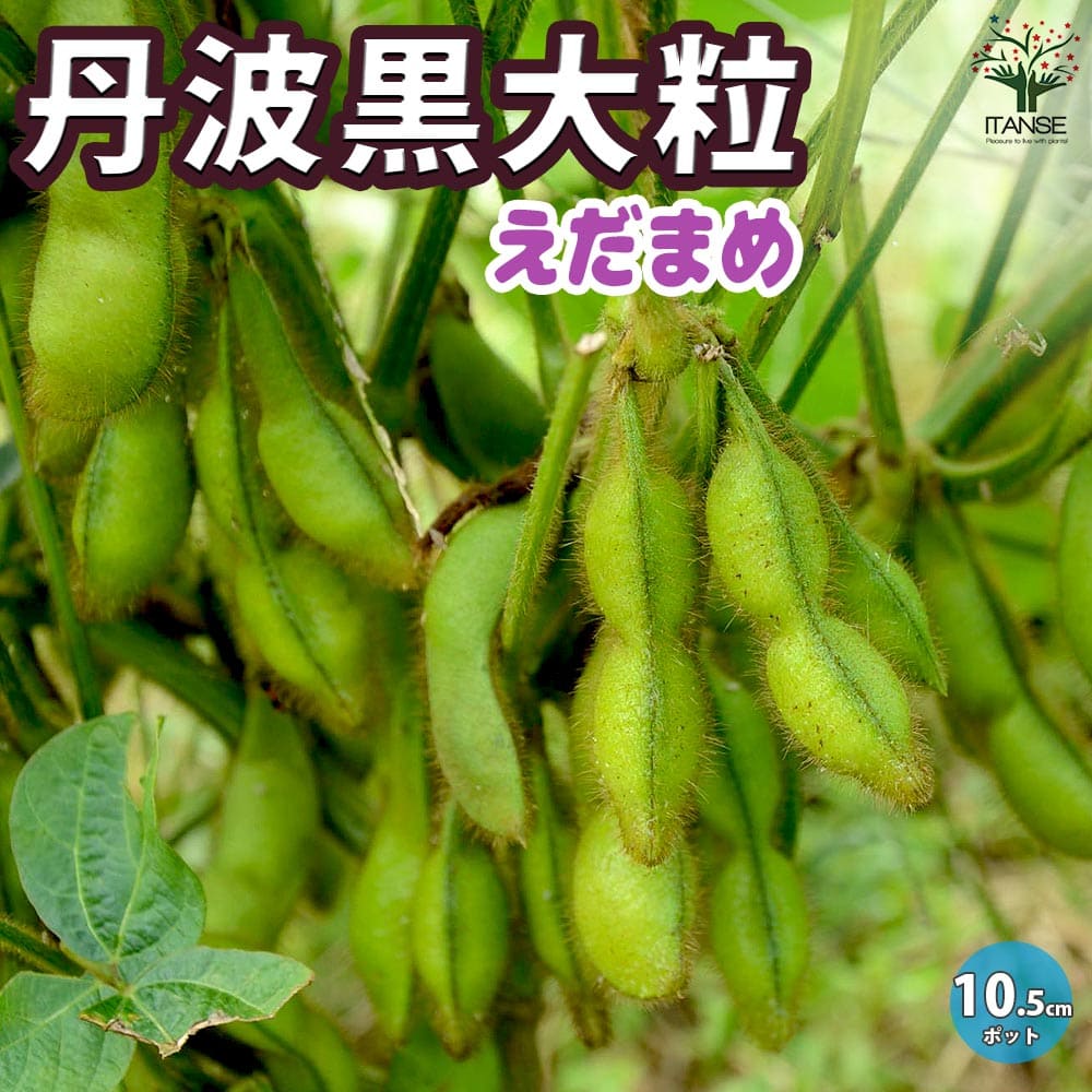 【マラソン中★ポイントUP】丹波 黒大粒 枝豆 枝豆の苗【野菜の苗 10.5cmポット】枝豆苗 枝豆の苗 えだまめの苗 えだ豆の苗 大豆 豆類 野菜苗 簡単栽培 家庭菜園