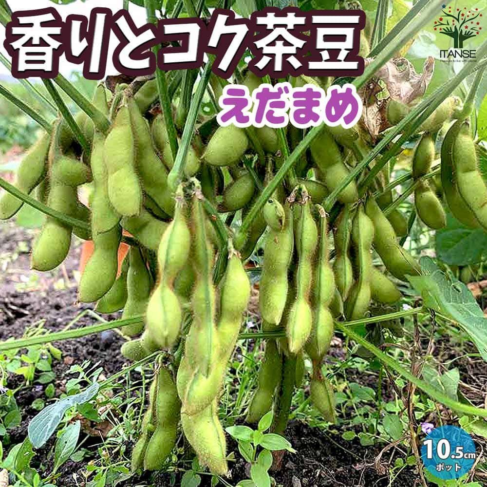 【マラソン中★ポイントUP】食欲そそる香りとコク茶豆 茶枝豆 枝豆の苗【野菜の苗 10.5cmポット】枝豆苗 枝豆の苗 えだまめの苗 えだ豆の苗 大豆 豆類 野菜苗 簡単栽培 家庭菜園