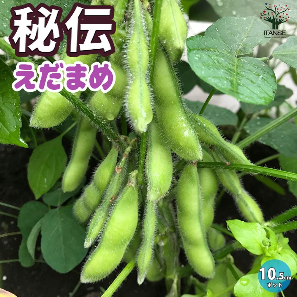 【マラソン中★ポイントUP】秘伝 枝豆の苗【野菜の苗 10.5cmポット】枝豆苗 枝豆の苗 えだまめの苗 えだ豆の苗 大豆 豆類 野菜苗 簡単栽培 家庭菜園