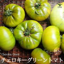 【P2倍★マラソン期間中】チェロキーグリーントマトの苗 (品種:Cherokee Green/大玉グリーントマト)【固定種野菜苗10.5cmポット 自根苗】大玉...