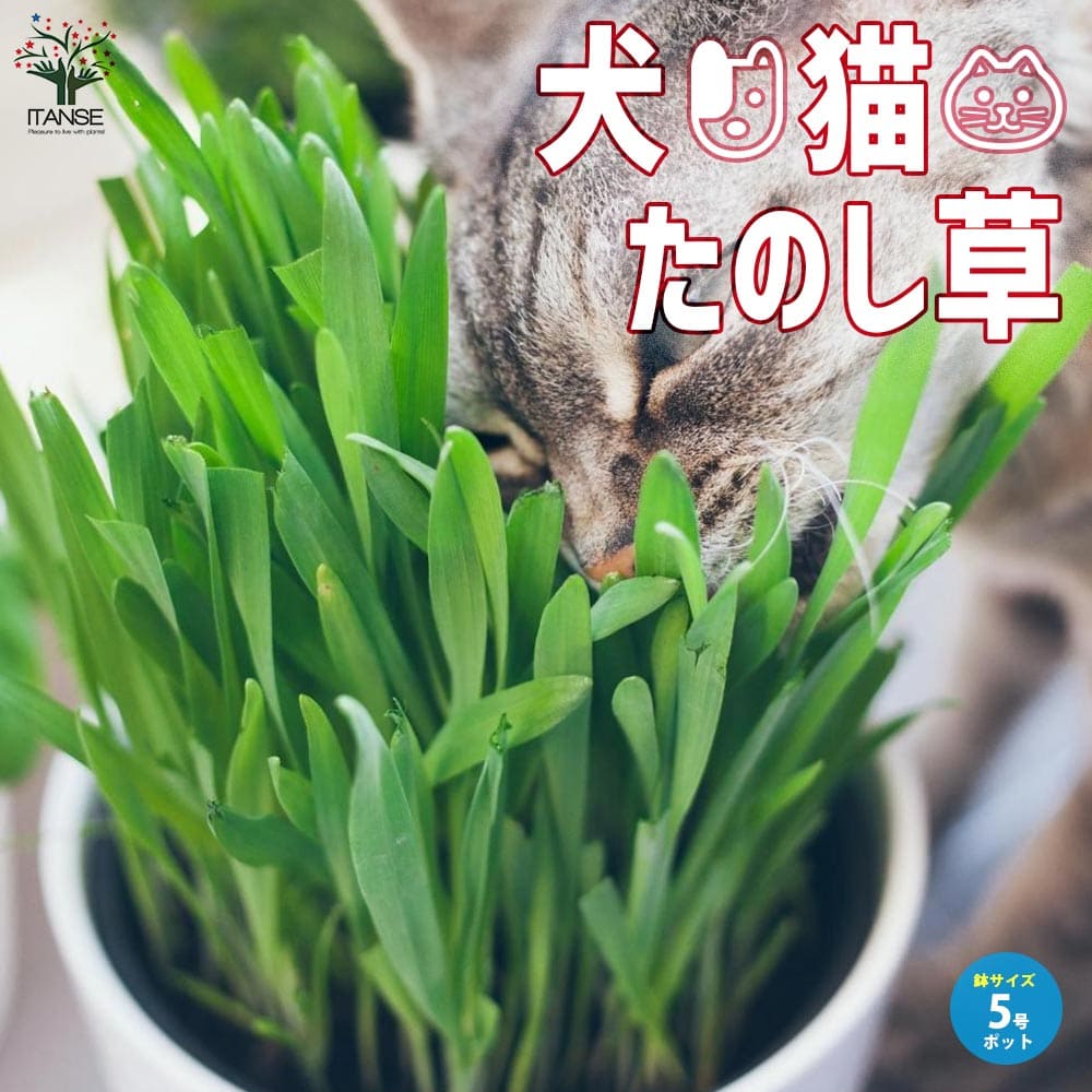 【送料無料】犬猫たのし草(燕麦)【花苗 種まき済のペット草5号鉢】 猫草 ねこくさ ねこぐさ 犬草 キャットグラス ペットグラス うさぎ ウサギ えん麦 エン麦