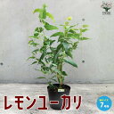【P2倍★マラソン期間中】レモンユーカリ(香り)【ハーブの苗 7号ポット大苗】レモンユーカリ苗 シトリオドラ レモンユーカリの苗木 観葉植物 リビング オフィス