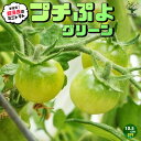 【送料無料】プチぷよ グリーン 新食感！薄皮ミニトマト【10.5cm半硬質ポット自根苗】野菜苗 ミニトマト苗 みにとまと苗 プチトマト苗 ベランダ 露地栽培 tomato 春植え 夏植え 春野菜 夏野菜