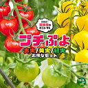 【P2倍★マラソン期間中】プチぷよ2 赤実/プチぷよ 黄色実・グリーン 3色セット 新食感!薄皮ミニトマト【10.5cmポット 自根苗】野菜苗 ミニトマト苗 み...