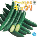 【P2倍★マラソン期間中】ずーっととれるキュウリの苗【野菜苗10.5cmポット 自根苗】きゅうり苗 キュウリ苗 胡瓜苗 家庭菜園 ガーデニング ベランダ 露地栽...