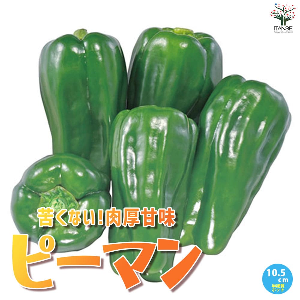 【セール期間中★P10倍】苦くない!肉厚甘味ピーマンの苗【野菜苗10.5cmポット 自根苗/2個セット】ピーマン苗 ぴーまん苗 ぴーまんの苗 家庭菜園 ガーデニング ベランダ 露地栽培 簡単栽培 鉢植え プランター 長期間収穫 美味しいピーマン