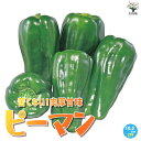 【P2倍★マラソン期間中】苦くない!肉厚甘味ピーマンの苗【野菜苗10.5cmポット 自根苗】ピーマン苗 ぴーまん苗 ぴーまんの苗 家庭菜園 ガーデニング ベラン...