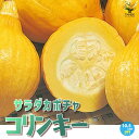 【マラソン中★ポイントUP】サラダカボチャ コリンキーの苗【野菜苗 10.5cmポット自根苗】カボチャ苗 かぼちゃの苗 南瓜苗 家庭菜園 ガーデニング ベランダ 露地栽培 簡単栽培 鉢植え プランター 人気 珍しい野菜 美味しいかぼちゃ PVP