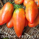 【送料無料】ブルービーチ・イタリアントマトの苗 (品種：Blue Beach Tomato/イタリアントマト)【固定種野菜苗10.5cmポット 自根苗】大玉トマト トマト苗 家庭菜園 ガーデニング ベランダ 露地栽培 簡単栽培 プランター