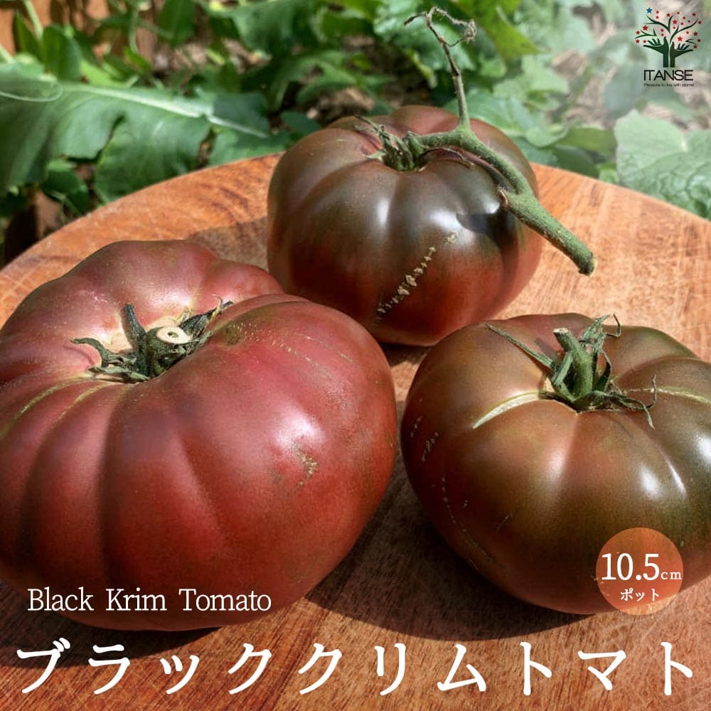 【マラソン中★ポイントUP】ブラッククリムトマトの苗 (品種：Black krim Tomato)【固定種野菜苗10.5cmポット 自根苗】黒トマト 大玉トマト トマト苗 家庭菜園 ガーデニング ベランダ 露地栽培 簡単栽培 プランター