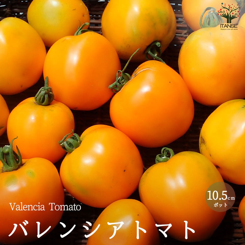 【送料無料】バレンシアトマトの苗 (品種：Valencia Tomato)【固定種野菜苗10.5cmポット 自根苗】中玉トマト 大玉トマト トマト苗 家庭菜園 ガーデニング ベランダ 露地栽培 簡単栽培 プランター