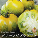 【送料無料】グリーンゼブラトマトの苗 (品種：Green Zebra Tomato)【固定種野菜苗10.5cmポット 自根苗】中玉トマト 大玉トマト トマト苗 家庭菜園 ガーデニング ベランダ 露地栽培 簡単栽培 プランター