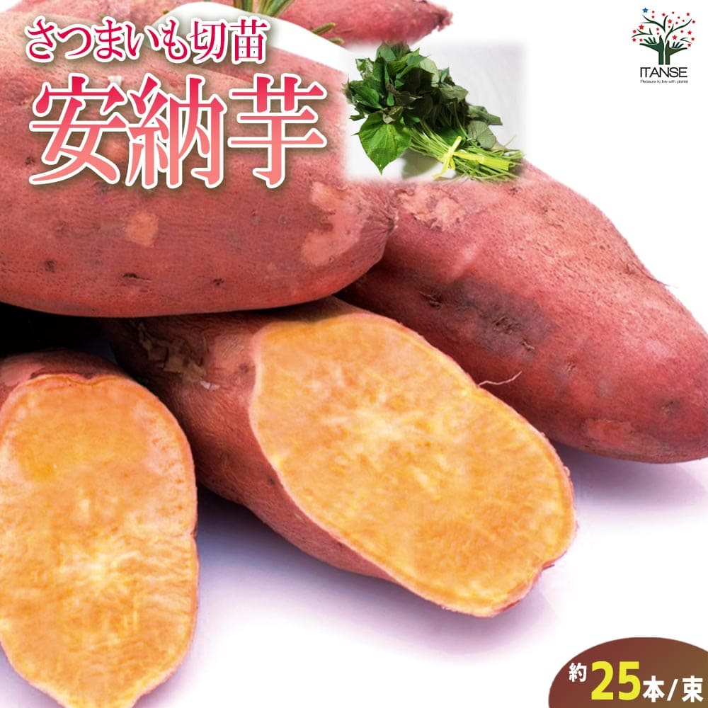 楽天市場】さつまいも 安納芋 苗の通販