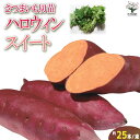 【送料無料】さつまいも切苗 品種：ハロウィンスイート【野菜の苗 ／切苗：約25本/束】さつまいも苗 サツマイモ苗 薩摩芋 切り苗 切苗 野菜苗 ガーデニング 家庭菜園 サツマイモの苗 さつま芋苗 PVP