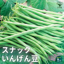 【P2倍★マラソン期間中】スナックいんげん豆【野菜の苗 9cmポット苗】インゲン 大豆 豆類 野菜苗 簡単栽培 家庭菜園 ガーデニング プランター PVP