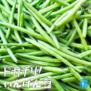 【P2倍★マラソン期間中】ドカナリいんげん豆【野菜の苗 9cmポット苗】インゲン 大豆 豆類 野菜苗 簡単栽培 家庭菜園 ガーデニング プランター