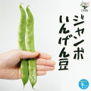 【P2倍★マラソン期間中】ジャンボいんげん豆【野菜の苗 9cmポット苗】インゲン 大豆 豆類 野菜苗 簡単栽培 家庭菜園 ガーデニング プランター